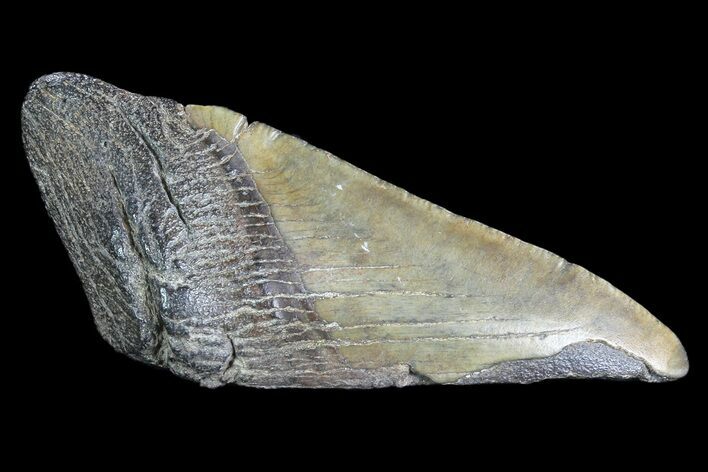 Partial Fossil Megalodon Tooth #89467